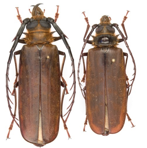 C. spinicornis